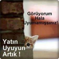 Rukiye Boz Balsu Adli Kullanicinin Mesajlar Panosundaki Pin 2020 Kedi Evcil Hayvanlar Mizah