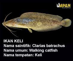 You have just read the article entitled nama saintifik ikan keli. Umpanmania Ada Ke Yang Tak Kenal Ikan Keli Ni Facebook