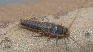 Wir verraten dir, mit welchen hausmitteln du wir verraten dir, mit welchen hausmitteln du silberfische in die flucht schlägst. Woher Kommen Silberfische Die Unerwunschten Kleinen Untermieter Terrasse Garten