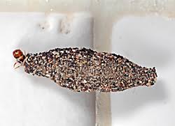Casemaking Clothes Moths | Casemaking Clothes Moth Control | TERRO®