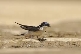 Few things are more soothing or relaxing than sitting out on the back deck in the evening and watching the superb aerial acrobatics of these delightful birds. Sand Martin The Wildlife Trusts
