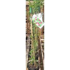 Image result for Jasminum beesianum