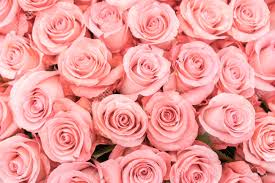 Huge bouquet of red roses.love the idea with one white rose in the middle.transmitting the message that i.m one in a billion! Background Of Pink Orange And Peach Roses Fresh Pink Roses Stock Photo Picture And Royalty Free Image Image 121181156