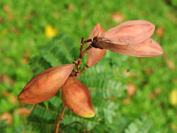 Image result for Limeum pterocarpum