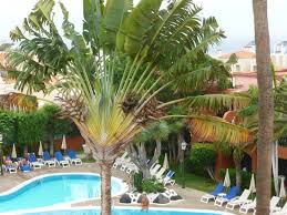 L Arbre Du Voyageur Cote Piscine Picture Of Hotel Colon Guanahani Costa Adeje Tripadvisor
