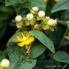 Image result for Hypericum humbertii