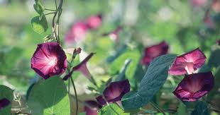 Image result for Hippocratea graciliflora