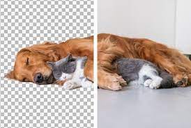 Ramshid I Will Do Image Background Remove Make Png File For 25 On Fiverr Com Background Picture Png