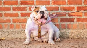 Hardboiled eggs (1 per day or ½ per meal) are a great source of protein for bulldog puppies. Best Dog Foods For English Bulldogs Puppies Adults Seniors