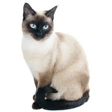 The siamese cat breed, as its name expresses, originated in thailand, formerly known as it's impossible to anticipate the lifespan of a specific siamese cat. Siamese Cat Breed Information Temperament Health