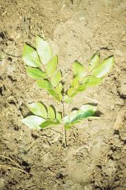 Image result for Albizia grandibracteata