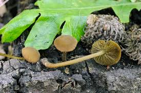 Image result for Simocybe centunculus