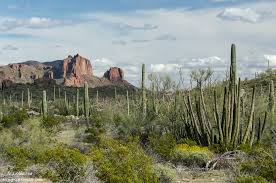 Alamo canyon and twin peaks campground are open: Organ Pipe Cactus National Monument Archives Geogypsy