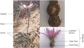 Image result for Pseudopodospermum hispanicum