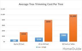 How much much does a pine tree cost? 2021 Tree Trimming Costs Prices Tree Pruning Cost Homeguide