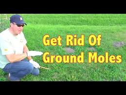 Borax doesn't kill some insects such as aphids or ticks that eat plant juices, and it doesn't kill insect larva. How To Get Rid Of Ground Moles Youtube