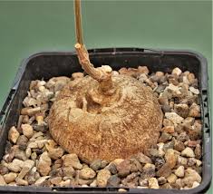 Image result for Raphionacme globosa