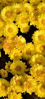 Maybe you would like to learn more about one of these? Background Hd Yellow Colour