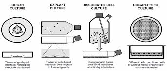 Cell Culture Its Application