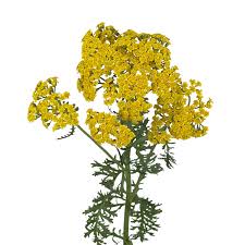 Image result for Achillea