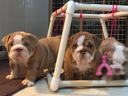 Just make sure to understand your puppy's special needs and it will be a loyal companion for years to come. English Bulldog Puppies Born December 27 2017 Week 8 Mama T S English Bulldog Puppies