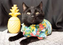 Get ready to be the hit of every pool party and beach barbecue from here to hawaii with. Itap Of My Cat In A Hawaiian Shirt Itookapicture