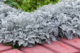 Image result for Cineraria
