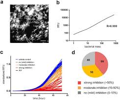 Antimycobacterial Drug Discovery Using Mycobacteria Infected