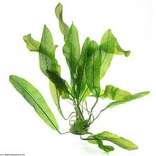 Image result for Aponogeton rehmannii
