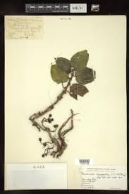 Image result for Dichaetanthera corymbosa