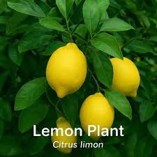 Image result for Citrus × limon