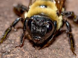 How do i kill them/flush them out without getting stung? How To Get Rid Of Carpenter Bees Stings Information