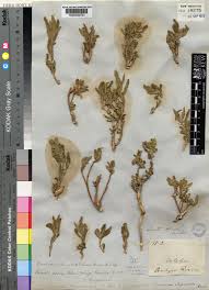 Image result for Afroqueta capensis
