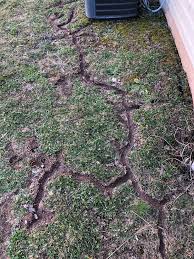 Check spelling or type a new query. Snow Melted And Found These Tracks Mice Moles Whatisthis