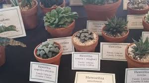 Dynamite cactus and succulent food is great for use on all types of cacti and succulents. Midwest Cactus And Succulent Show Because I Find Weeding To Be Great Stress Relief