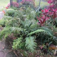 Image result for Asplenium abyssinicum