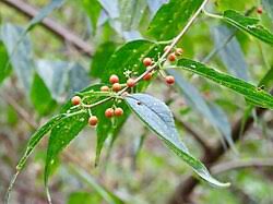 Image result for Trema