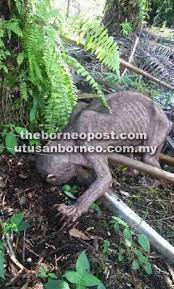 Ni memang tak faham effect apa dia pakai cam real aje. Haiwan Pelik Kejutkan Pekerja Ladang Sawit
