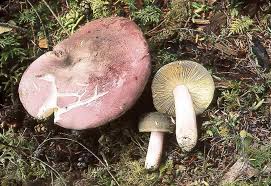 Image result for Russula polyphylla