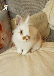 Pretty Poser Bunny Florrie S First Photo Shoot Aged 13 And A Half Weeks Our Baby Netherland Dwarf Lionhead Bunny Rabbit Find Out More About Florrie Conchiglie