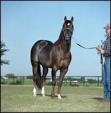 It's a big risk, said darren blanton, owner of colt ventures, the purchaser. High Brow Cat Standing 1 The Portal To Texas History