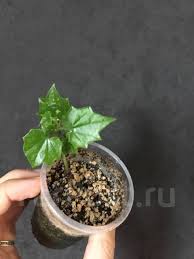 Image result for Cyclantheropsis parviflora