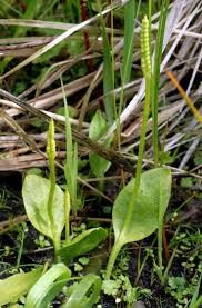 Image result for Ophioglossum gomezianum