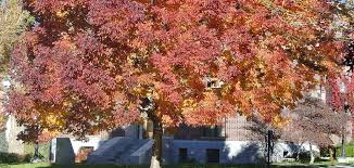 Fuel dealers reno, nv trees & shrubs reno, nv. Free Green Industry Class To Discuss Emerald Ash Borer Pest University Of Nevada Reno