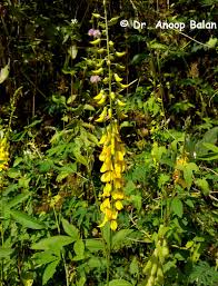 Image result for Crotalaria barkae