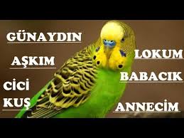 Your Budgie Will Speaking Youtube