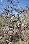 Image result for Commiphora fulvotomentosa