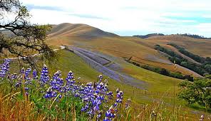 Show love and gratitude on mother's day, may 8th, 2022 by sending your mom flowers from your local carmel, ca florist. Wildflowers Blooming In Carmel Valley
