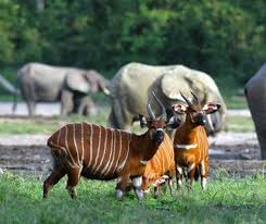 New Wonders Of The World Wonders Of The World Congo River World Heritage Sites