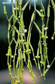 Image result for Viscum